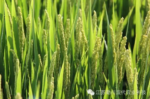 江苏勤川现代农业科技有限公司企业标准